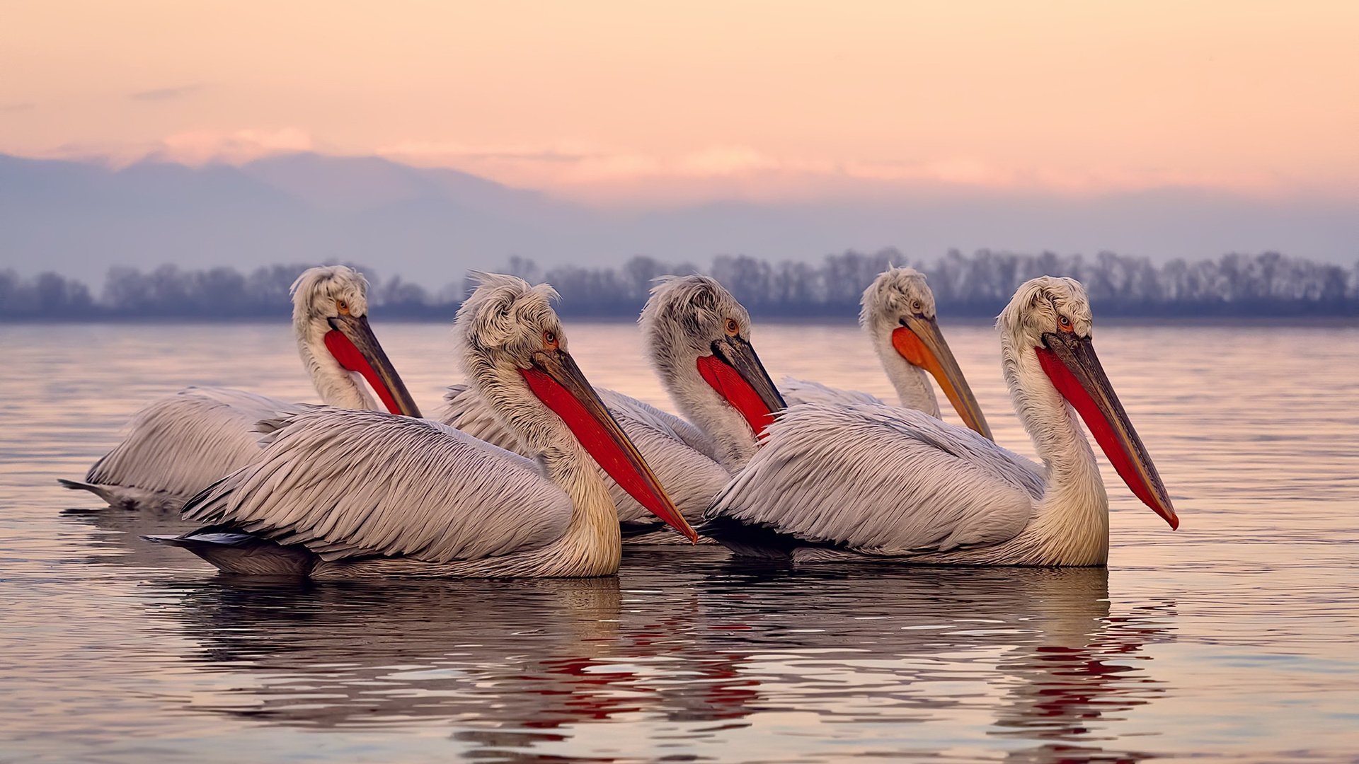 塞维利亚的战术铁幕，萨内双刃刺穿阿尔及利亚的抵抗