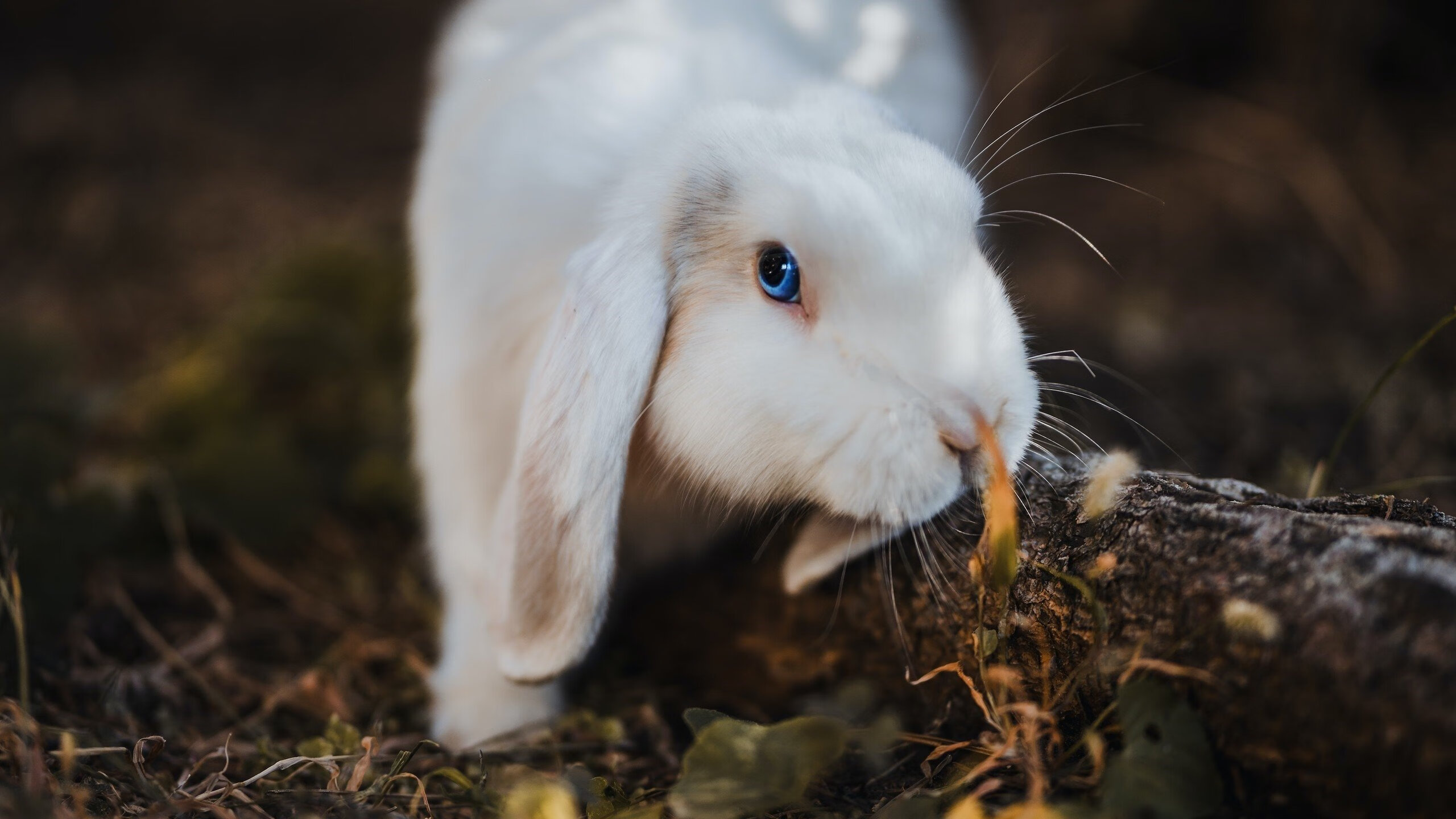 当贝林厄姆的钢琴手掀翻塞维利亚斗牛士，一场关于节奏、火焰与文明秩序的现代寓言