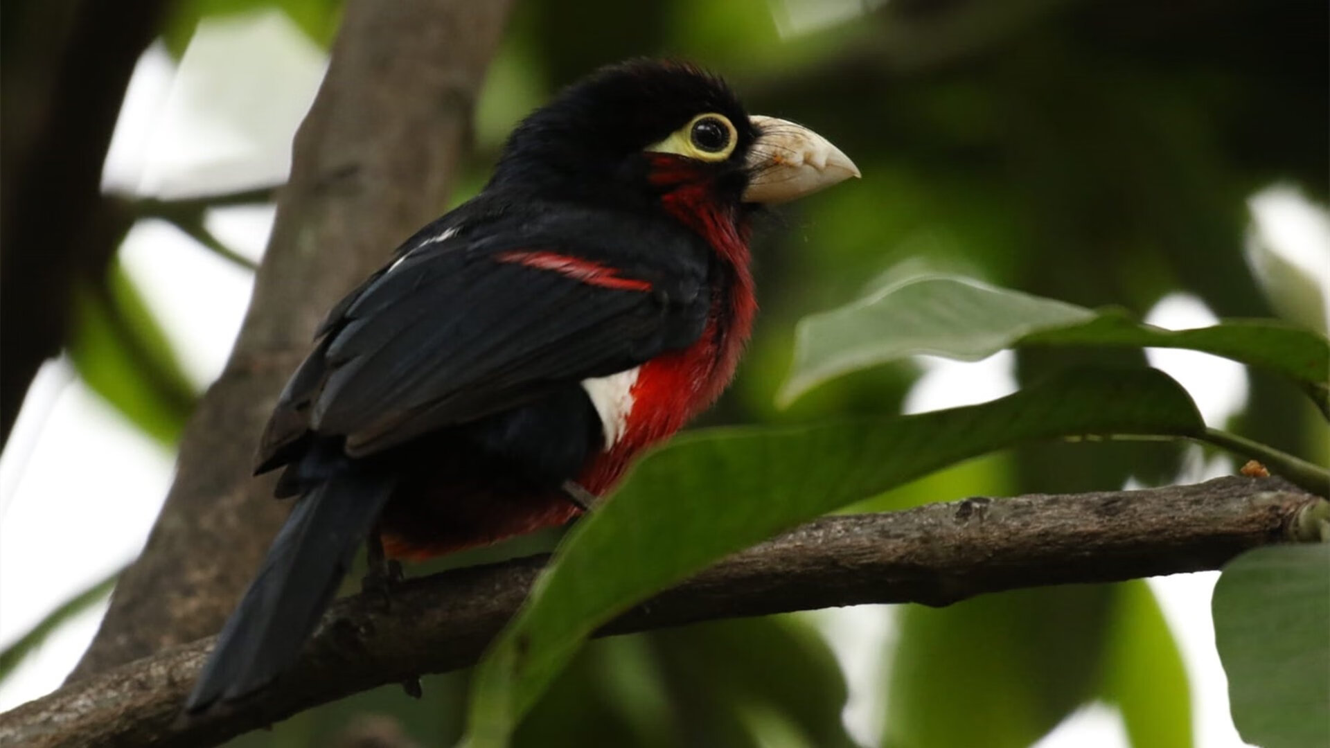 那一夜，克利夫兰记住了芝加哥的黑色幽默