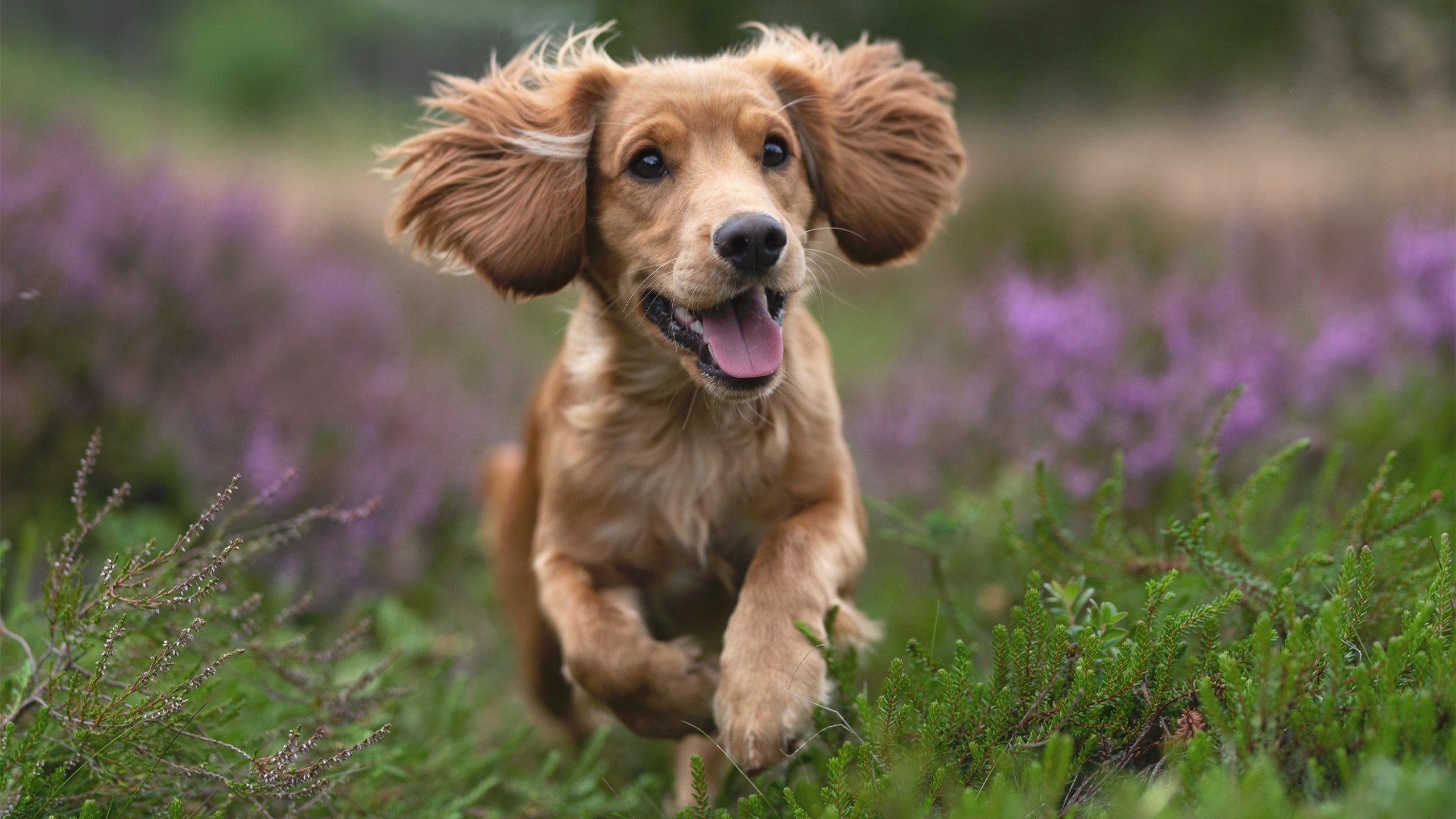 当足球大脑接管篮球棋盘,哥斯达黎加的战术幽灵与基米希的跨界视野