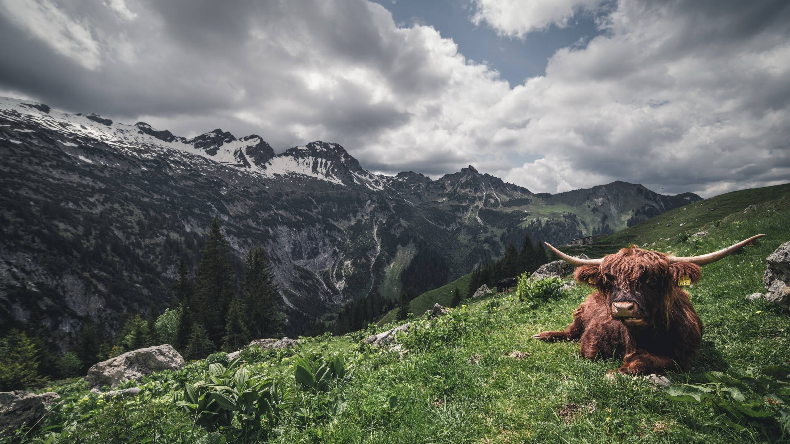 快与慢的辩证曲,福克斯的爆发如何印证凯尔特人的节奏哲学