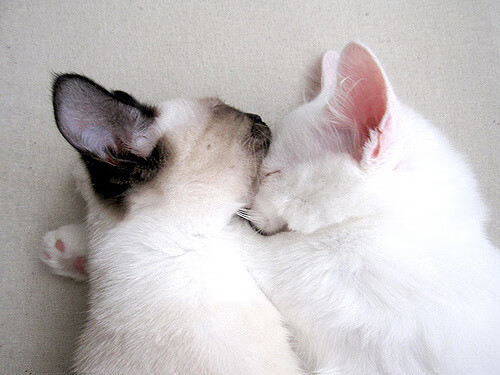 平行宇宙的篮球史诗，哈登跨城献绝杀，尼克斯夺队史第一冠