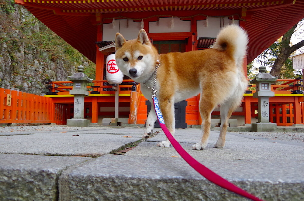 奥运周期关键战之夜，布鲁诺的无解之谜