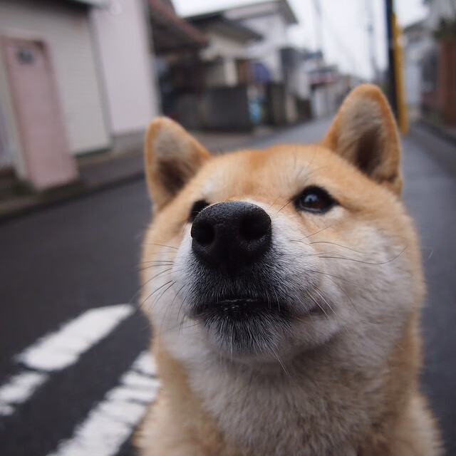 绿茵与引擎的共振，当日本足球的精密团队协作，照亮曼联复兴与F1赛道的加克波时刻