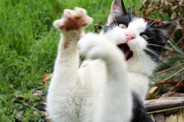 费城军团踏平洛杉矶巨轮！小人物杰伦·格林在西决生死夜化身孤胆之神