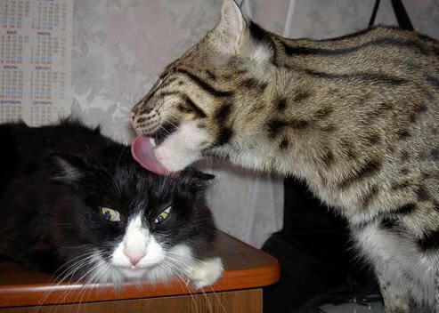 双星耀联盟，福克斯万分里程碑闪耀，独行侠逆转骑士彰显韧性