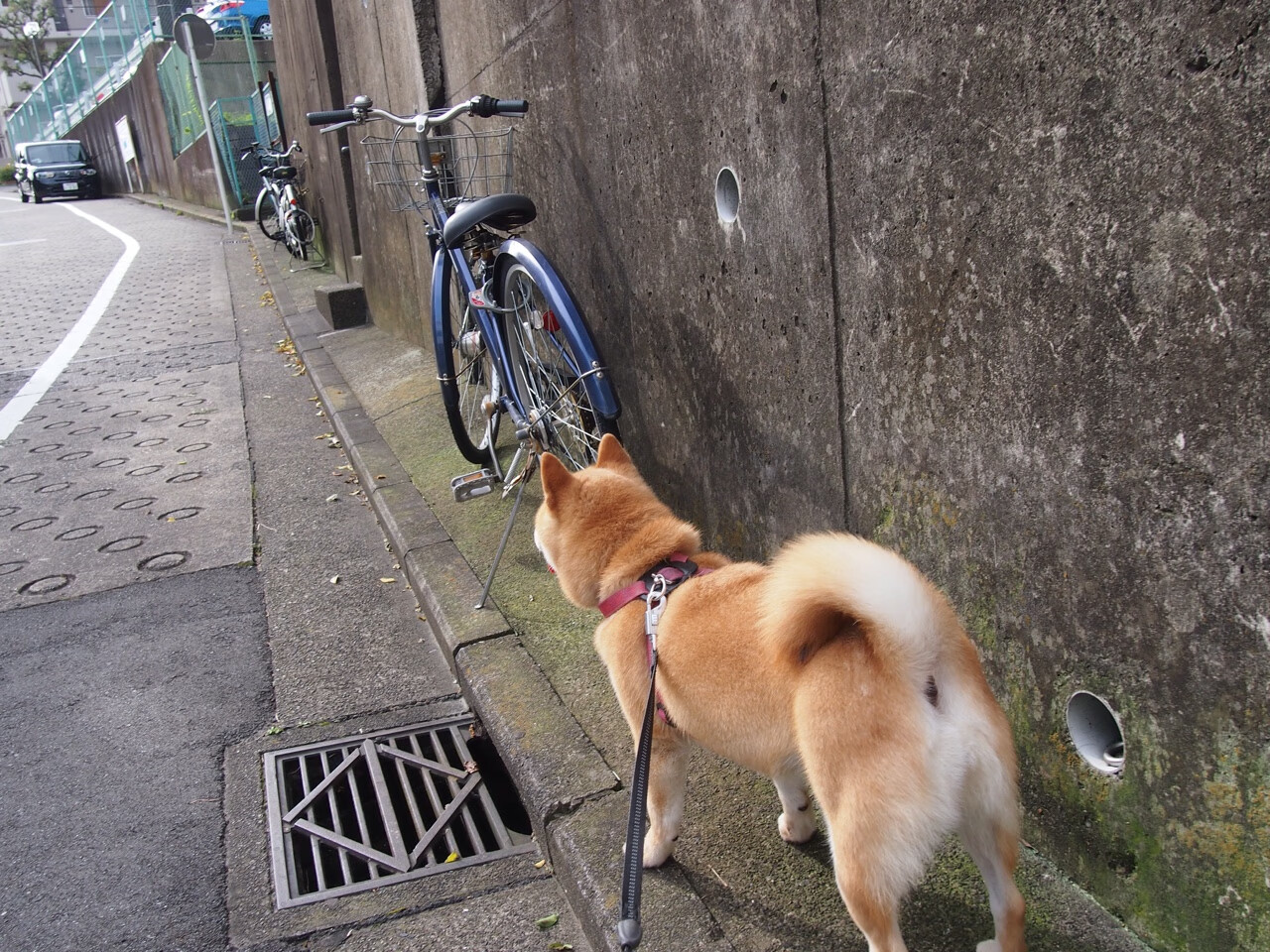 跨界对比,当雷鬼节奏遇见袋鼠军团—德布劳内式统治力在另一片赛场的神奇映照