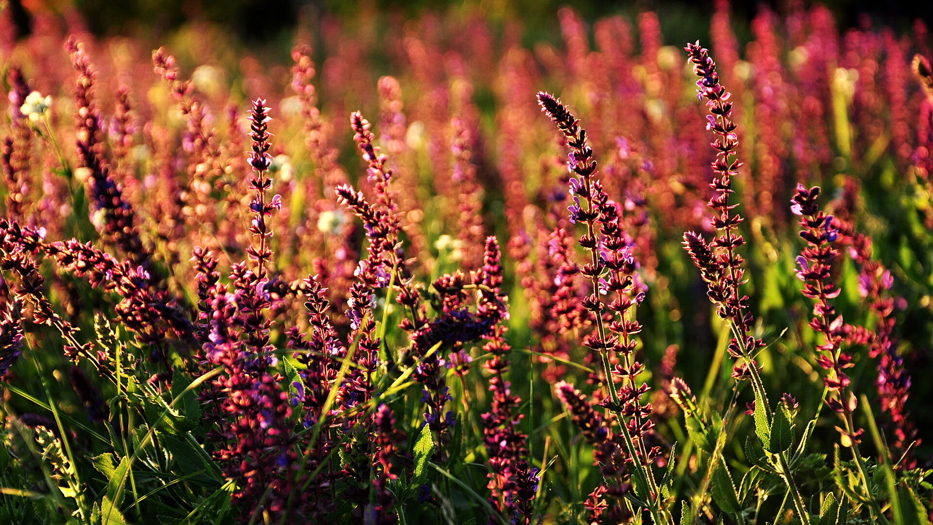雷火电竞官网-闪电战与大师风范，厄瓜多尔速胜突尼斯，巴雷拉欧冠淘汰赛主宰赛场
