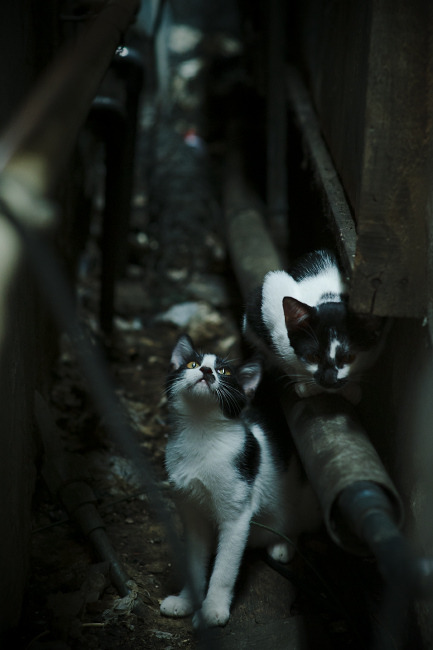 雷火电竞网址-节奏大师的变奏曲，西班牙精密传控驯服黑马，奥亚尔萨瓦尔两记节点打击锁定胜局