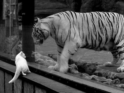 太平洋彼岸的德比，福克斯三节打卡，篮网打穿上海背后的战术密码