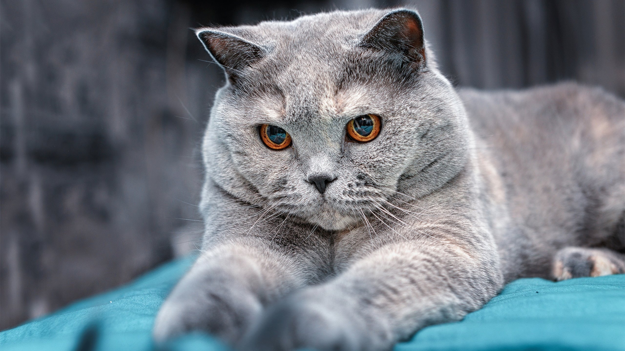 绿茵场与谈判桌，当足球成为国家战略的延伸