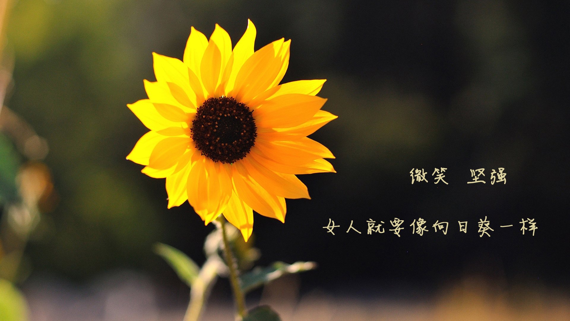 孤星闪耀布达佩斯，乌拉圭中场铁幕锁死匈牙利，福登一己之力改写2026世界杯八分之一决赛